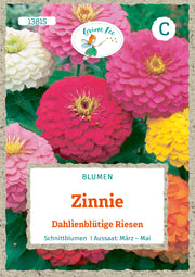 Zinnie Dahlienblütige Riesen