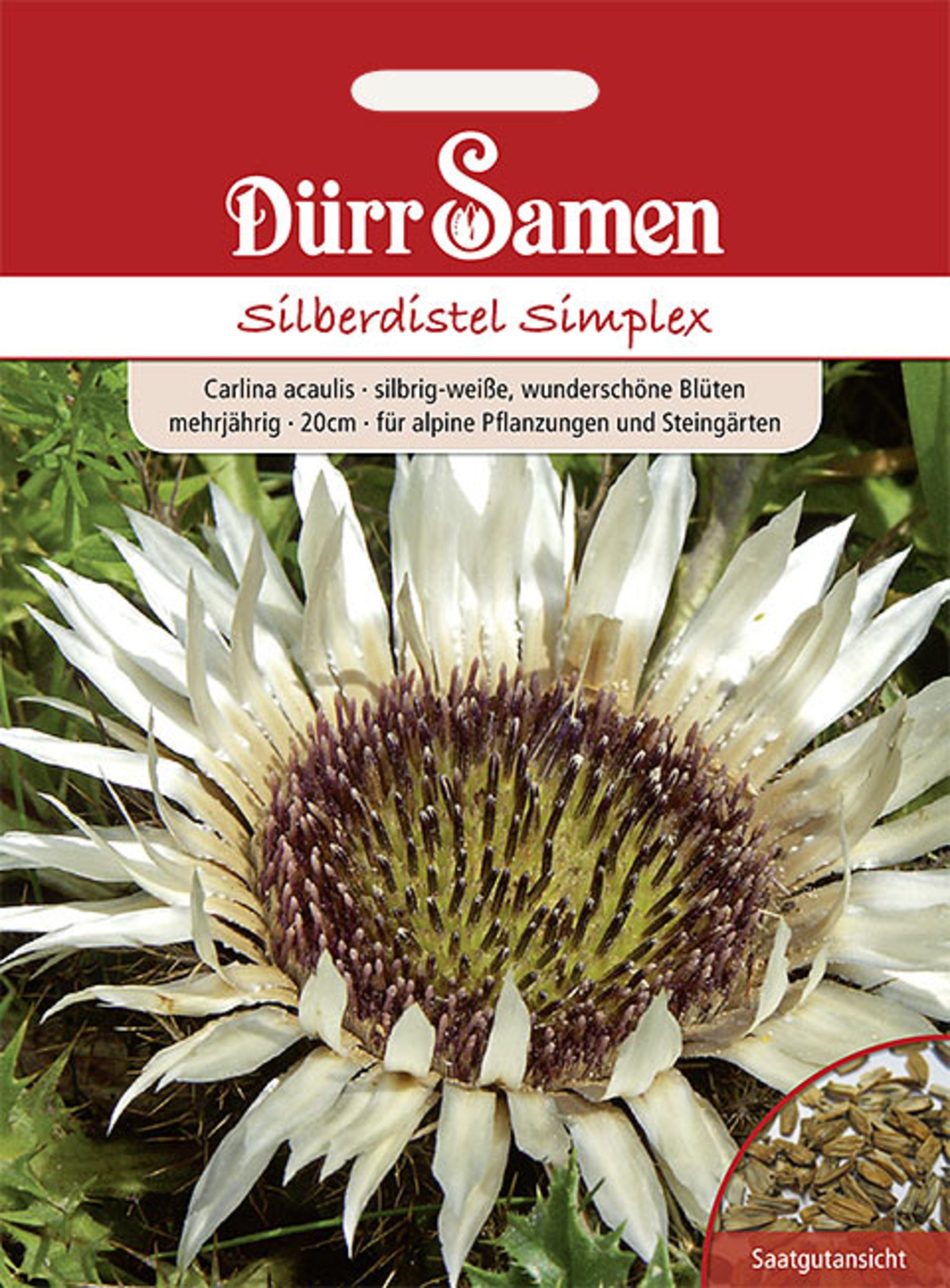 Silberdistel Simplex silbrig-weiß mehrjährig Großtüte