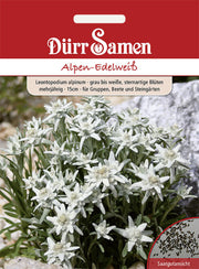 Alpen-Edelweiß grau weiße sternartige Blüten mehrjährig