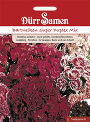 Bartnelke Super Duplex Mix zweijährig 50-60 cm