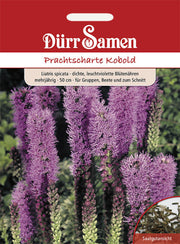 Prachtscharte Kobold mehrjährig 50 cm