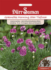 Grasnelke Morning Star gelb mit Auge zweijährig 20 cm