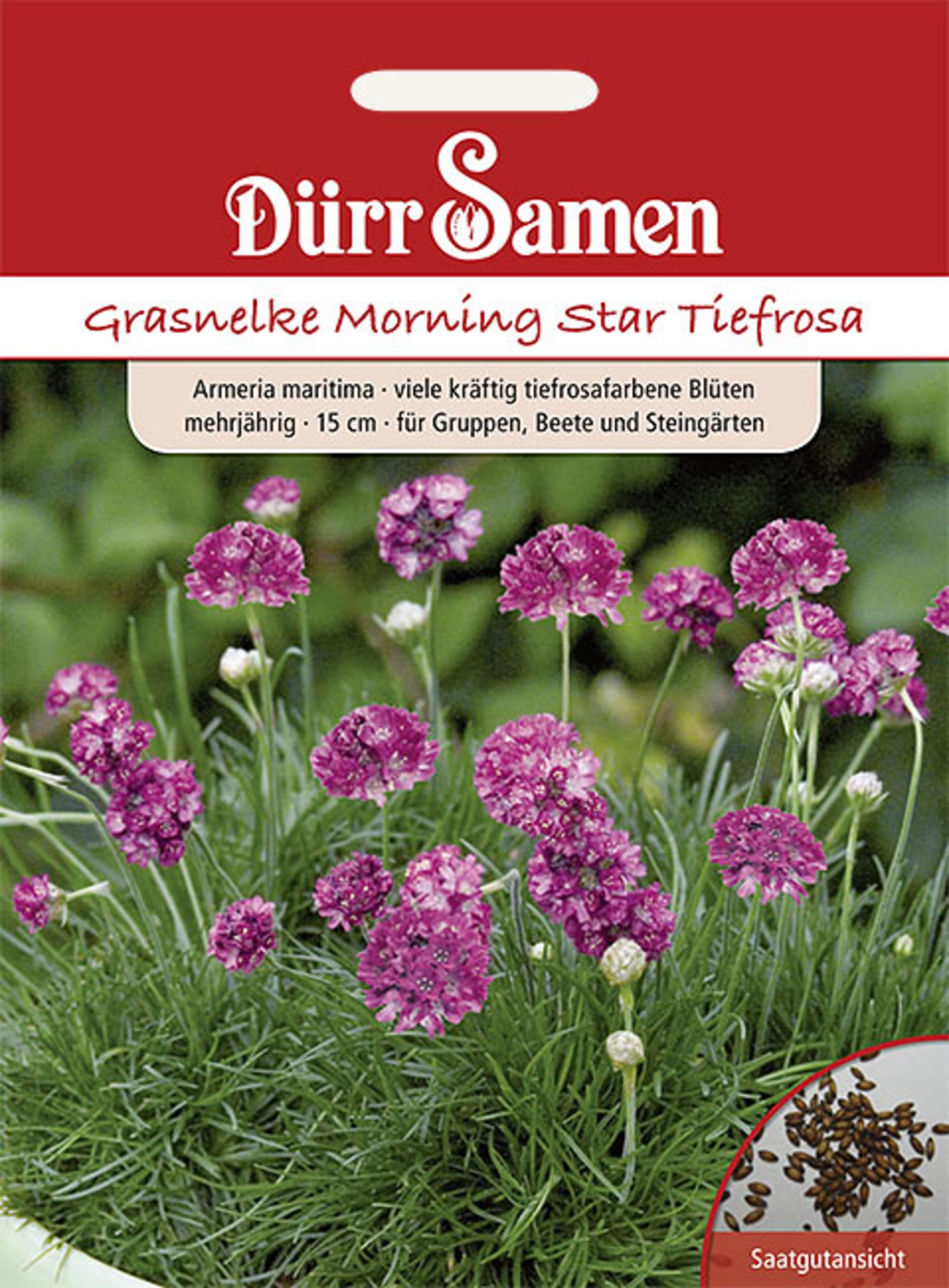 Grasnelke Morning Star gelb mit Auge zweijährig 20 cm