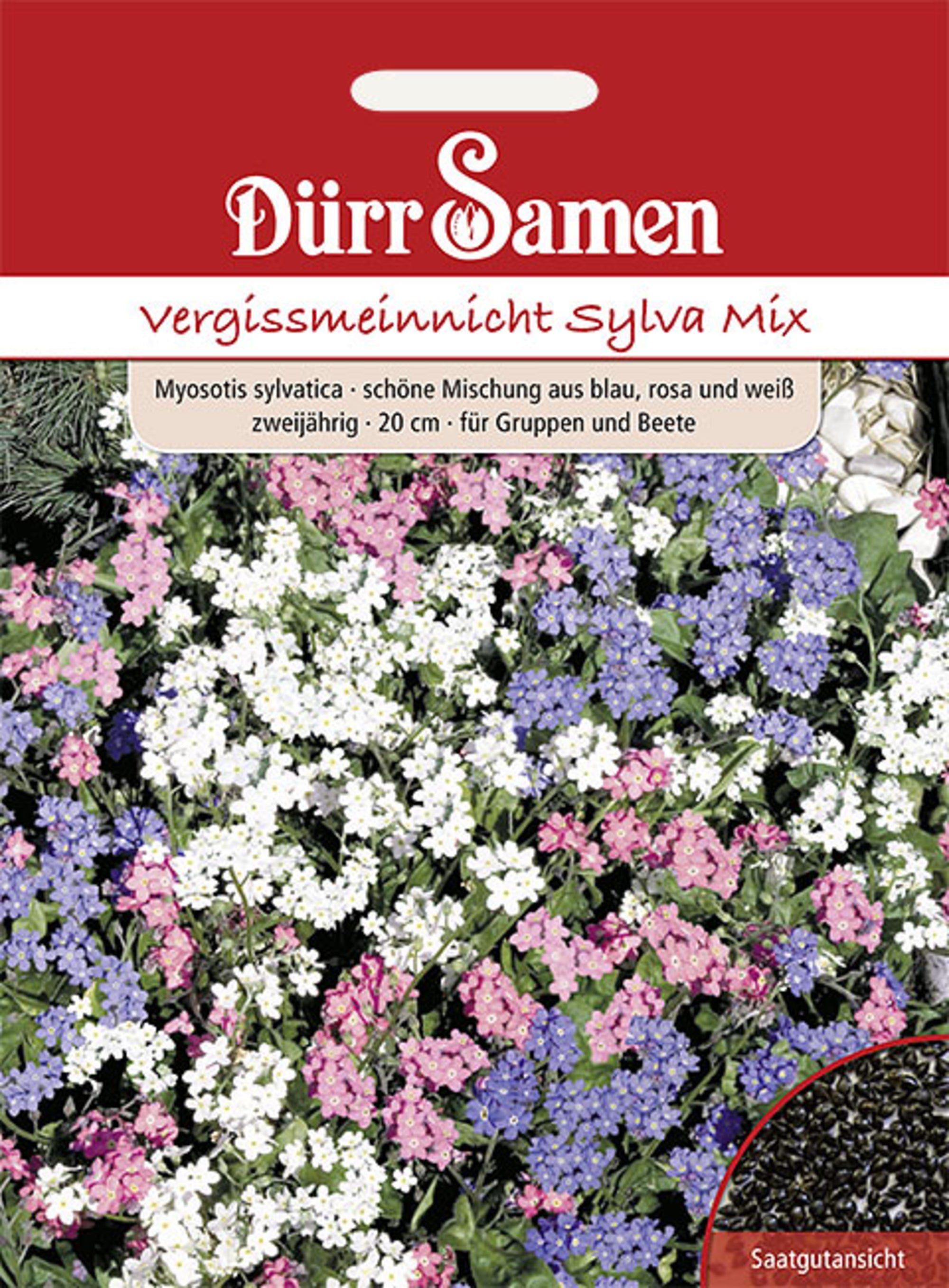 Vergissmeinnicht Sylva Mix gelb mit Auge zweijährig 20 cm