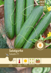 Salatgurke lang & bitterfrei Saladin F1