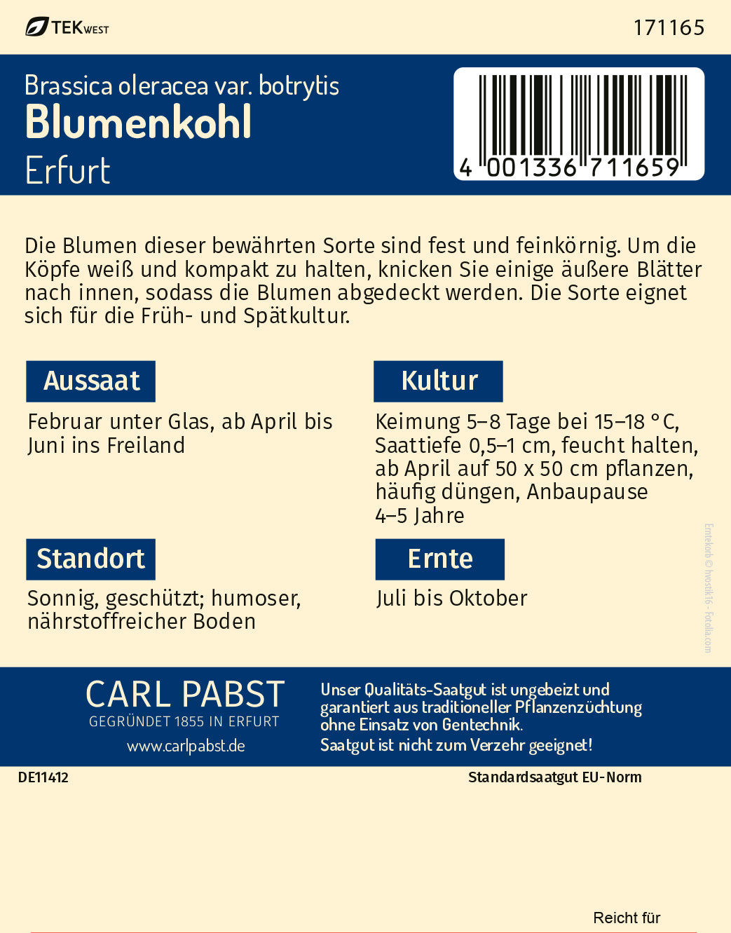 Blumenkohl früh & ertragreich Erfurt