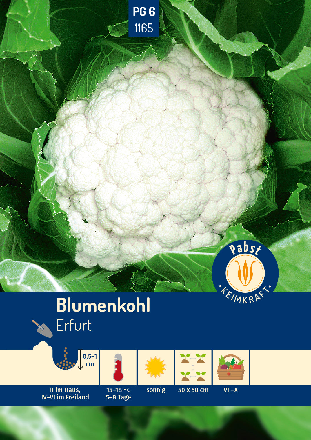 Blumenkohl früh & ertragreich Erfurt