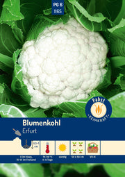 Blumenkohl früh & ertragreich Erfurt
