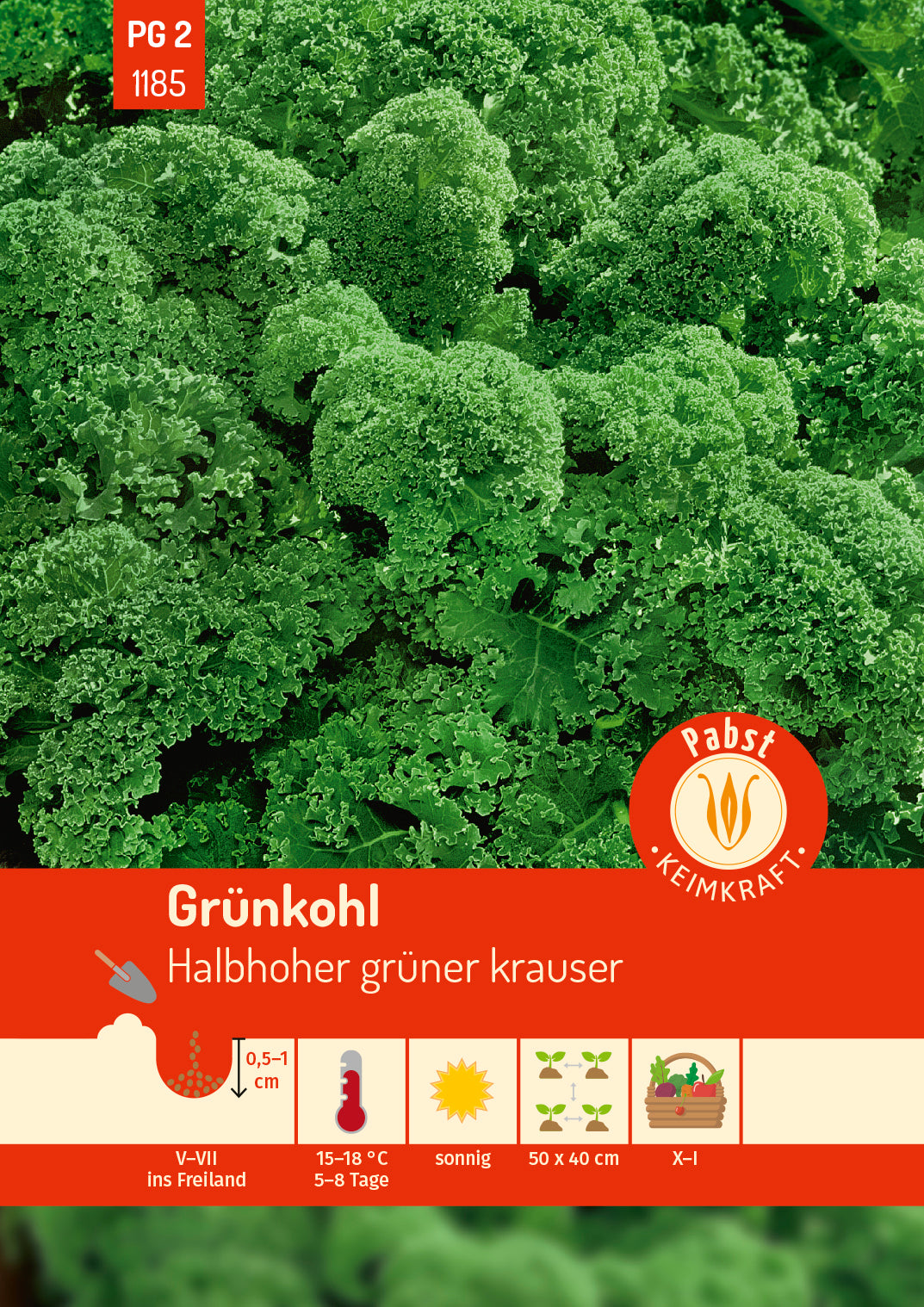 Grünkohl halbhoch & gekraust Halbhoher grüner krauser