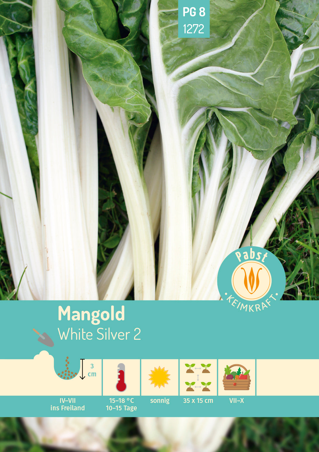 Mangold weißrippig & kompakt White Silver 2