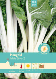 Mangold weißrippig & kompakt White Silver 2