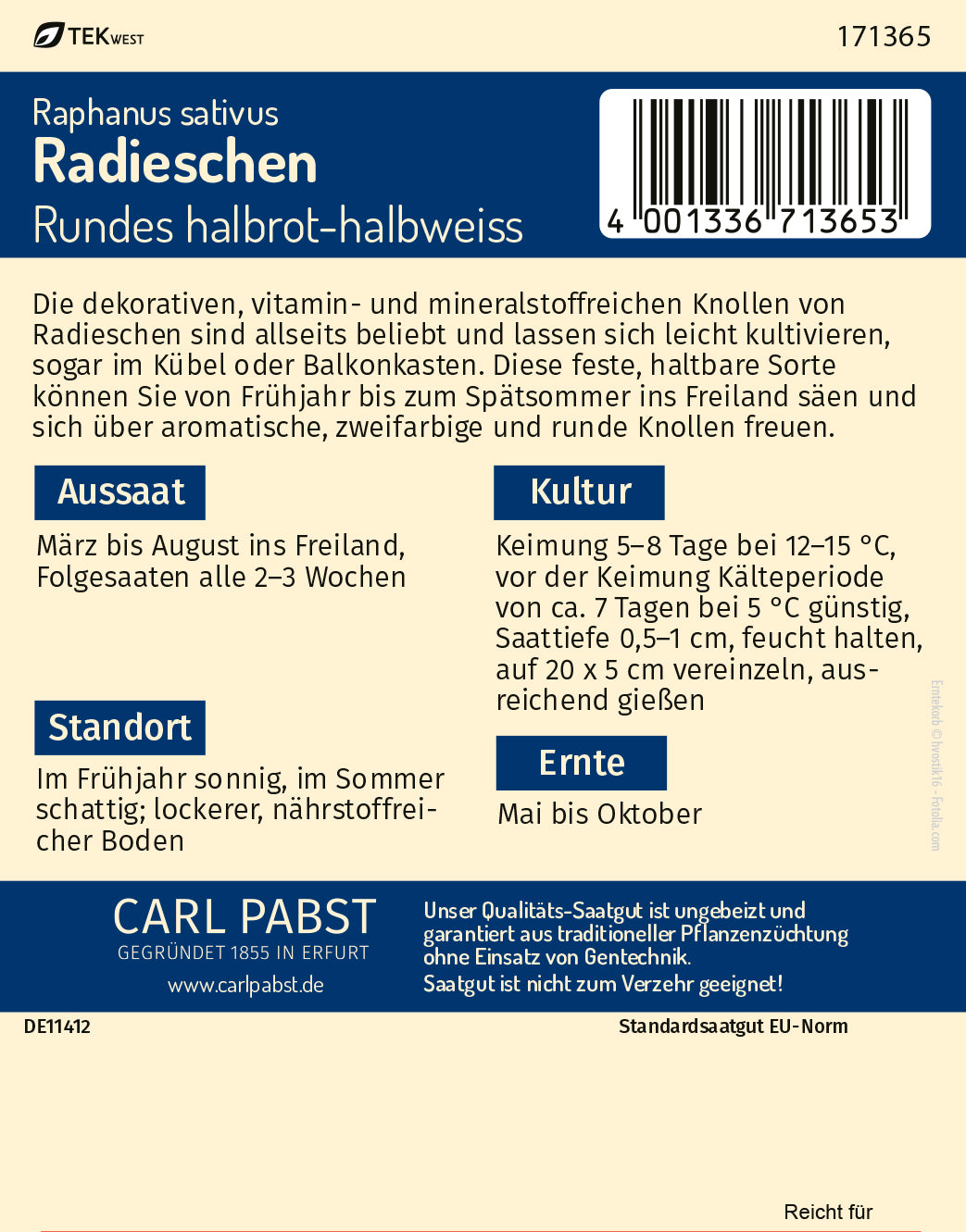 Radieschen fest & zweifarbig Rundes halbrot-halbweiss