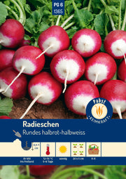 Radieschen fest & zweifarbig Rundes halbrot-halbweiss