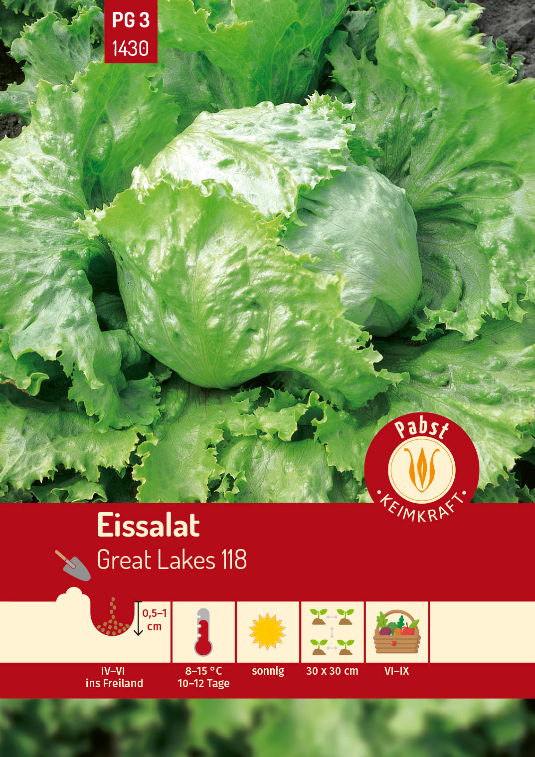 Eissalat groß & fest Great Lakes 118