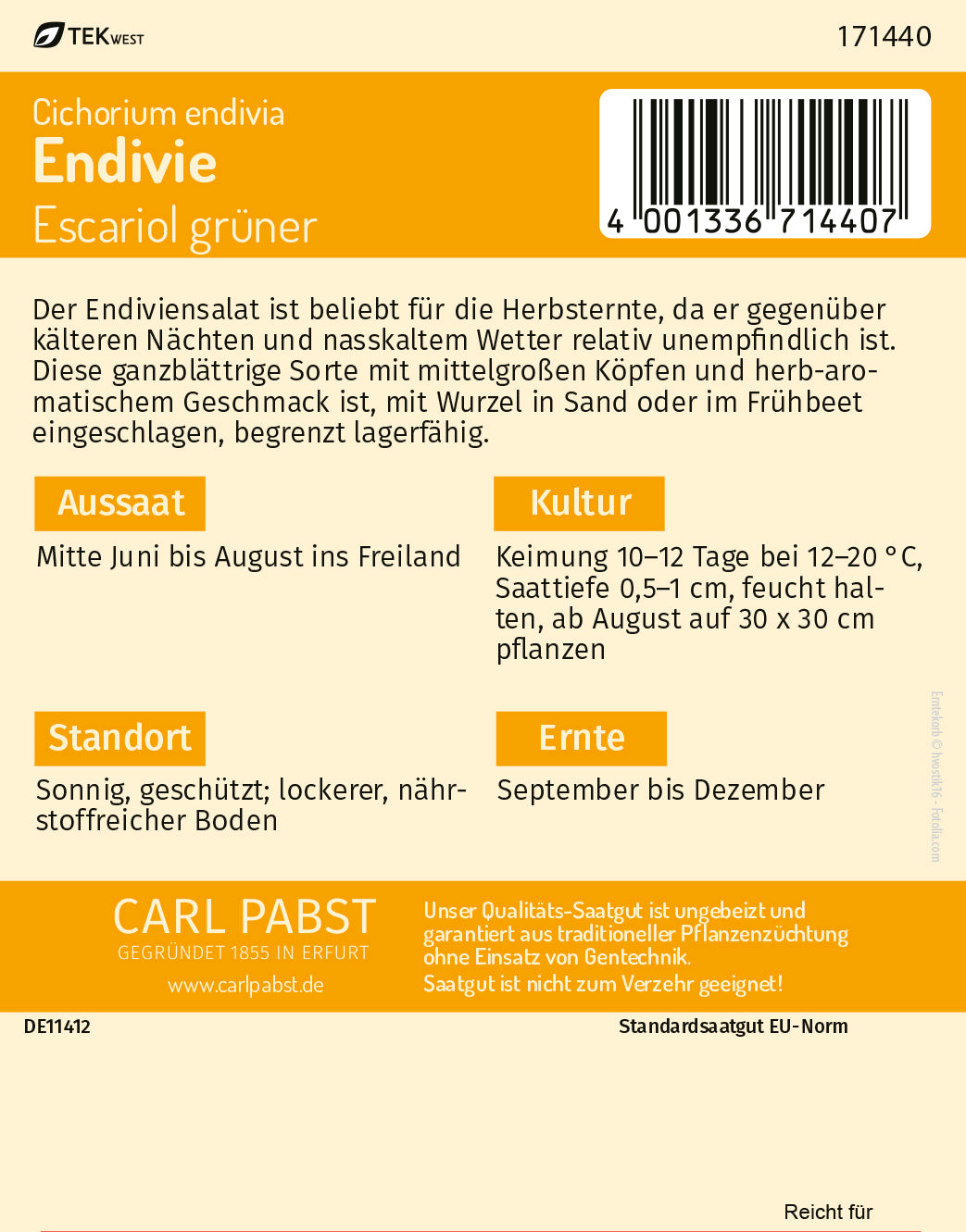 Ganzblättrige Endivie ganzblättrig & lagerfähig Escariol grüner