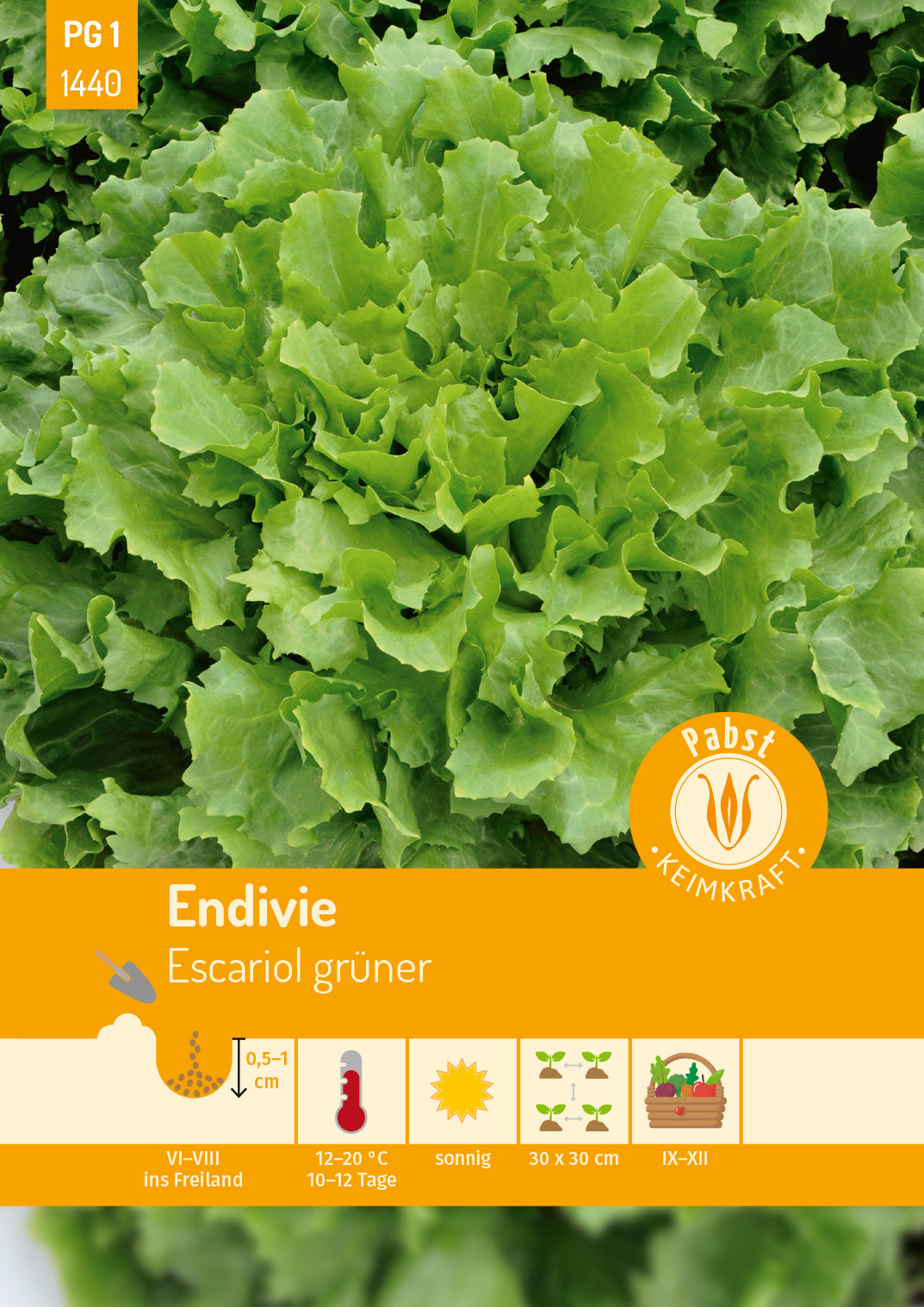 Ganzblättrige Endivie ganzblättrig & lagerfähig Escariol grüner