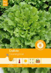 Ganzblättrige Endivie ganzblättrig & lagerfähig Escariol grüner