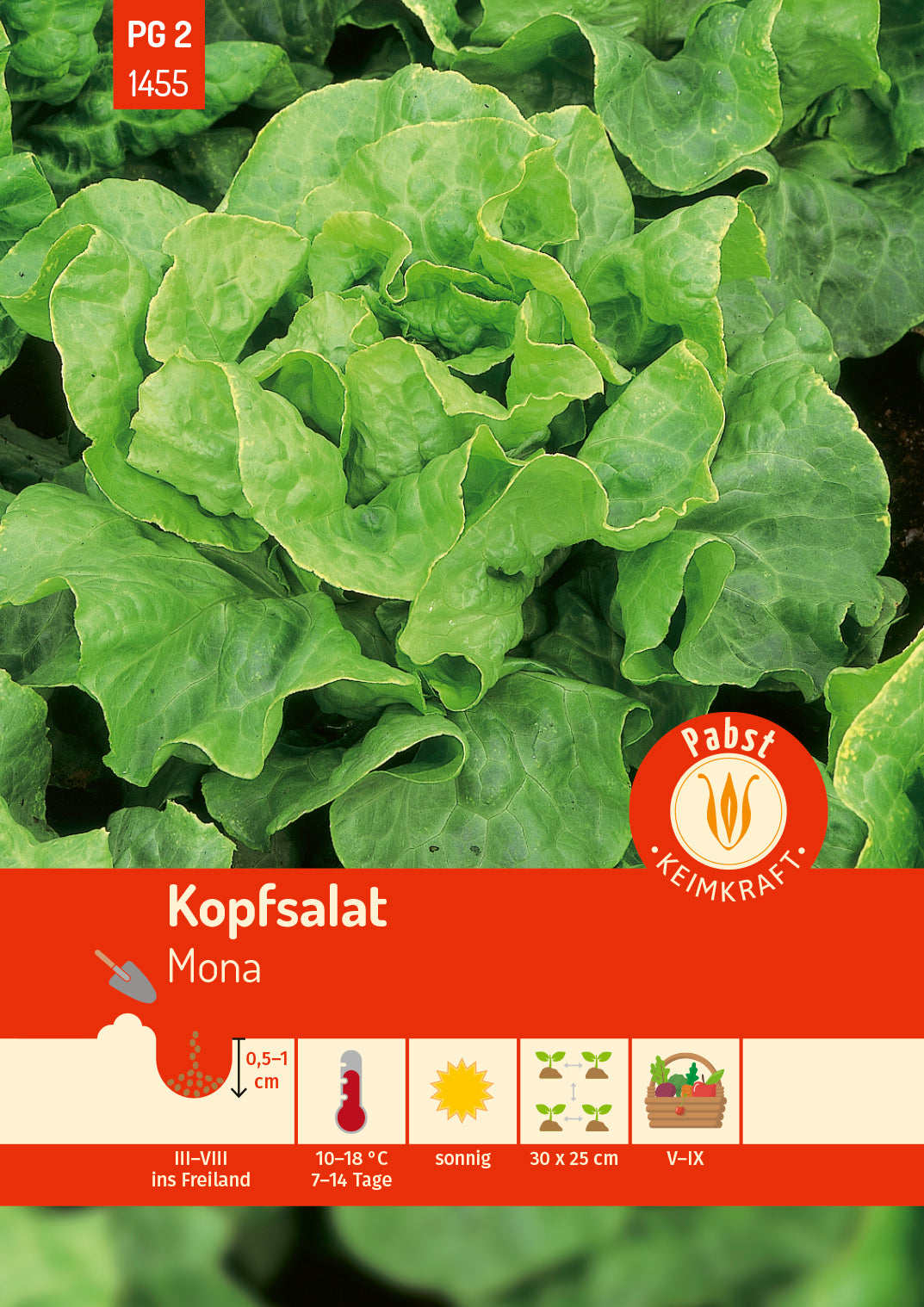 Kopfsalat robust & hitzebeständig Mona