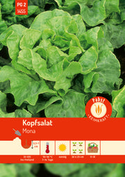 Kopfsalat robust & hitzebeständig Mona