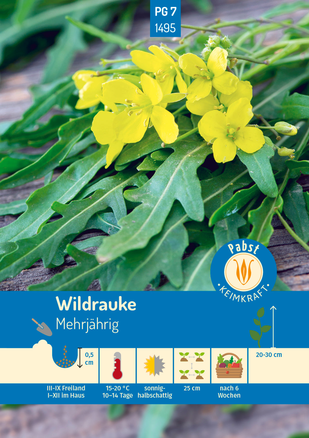 Wildrauke Rucola