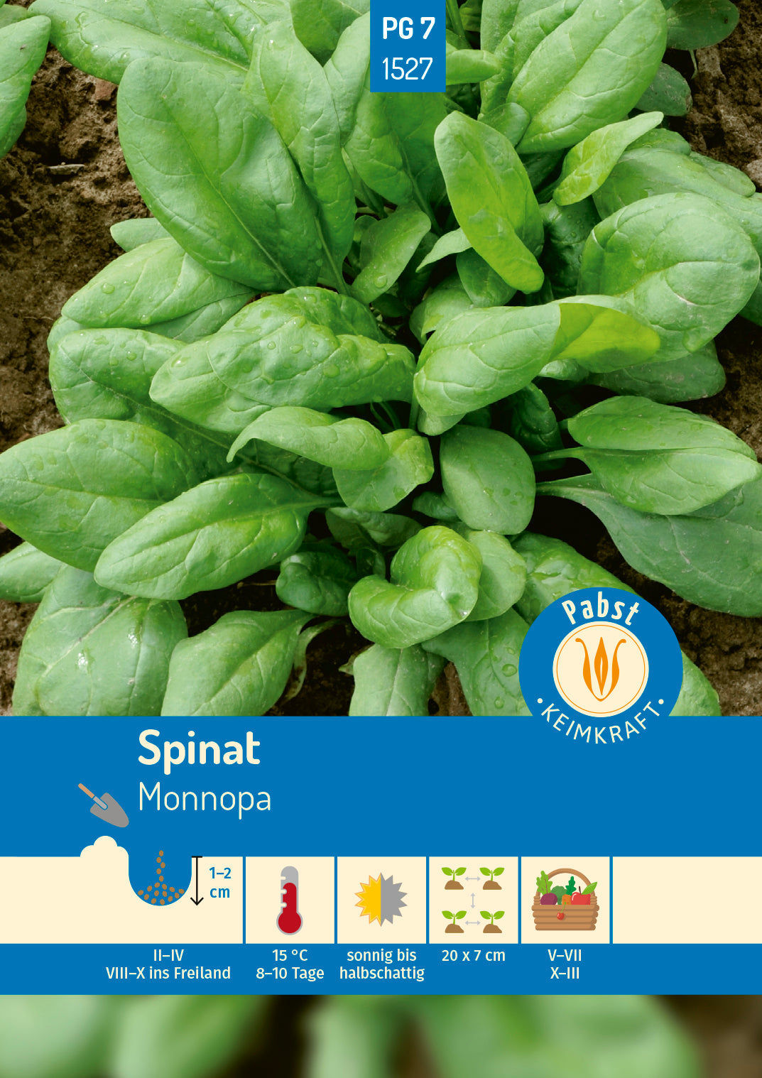 Spinat schossfest & winterhart Monnopa