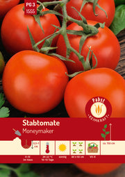Stabtomate früh & platzfest Moneymaker