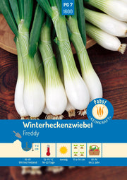 Winterheckenzwiebel mehrjährig & mildwürzig