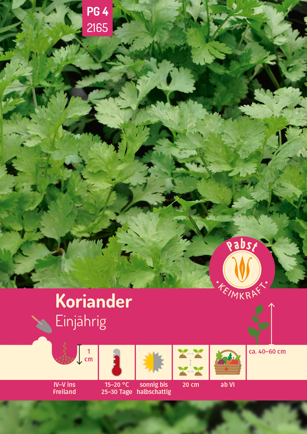 Koriander einjährig & feinwürzig