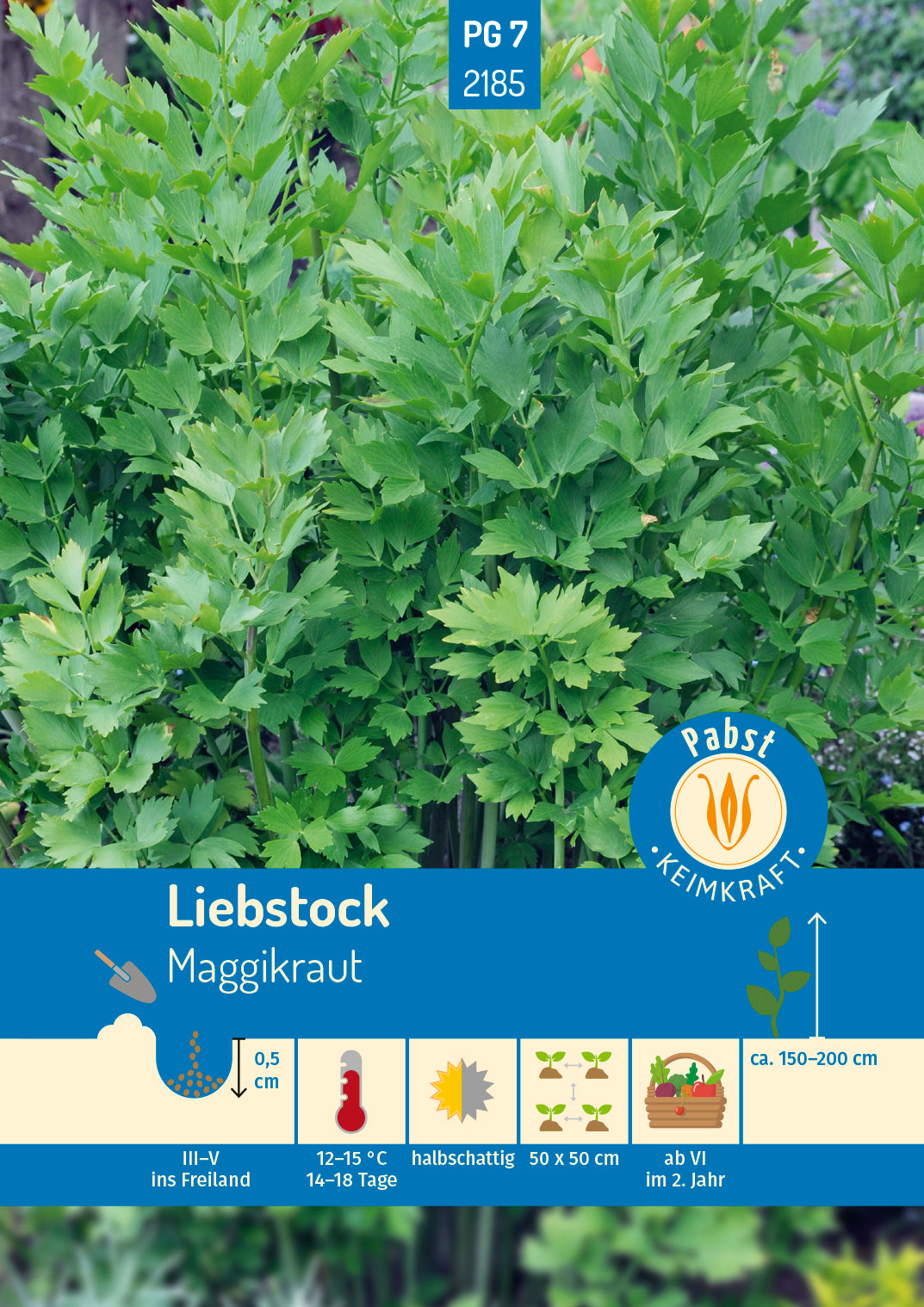 Liebstock Maggikraut