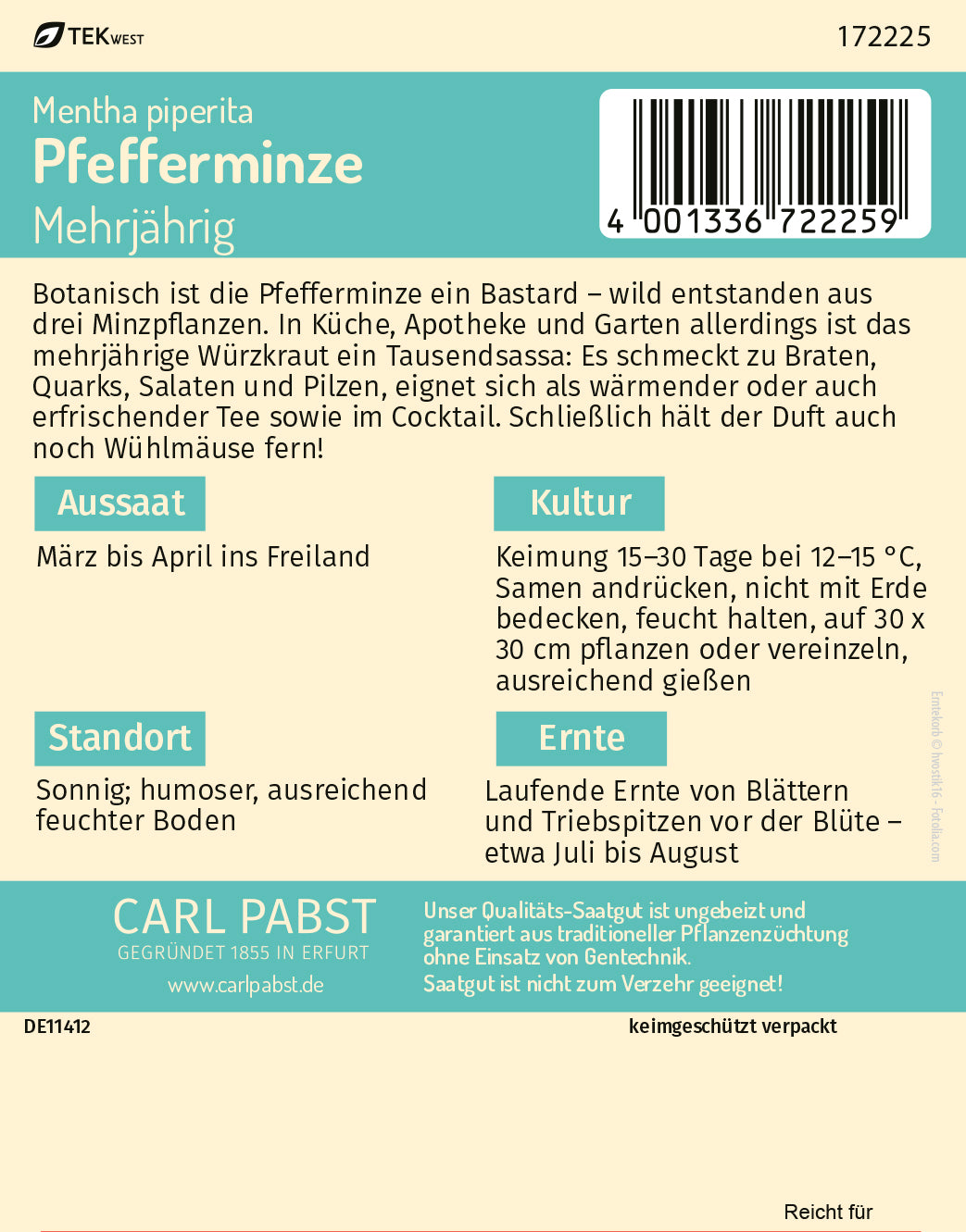 Pfefferminze mehrjährig & wüchsig