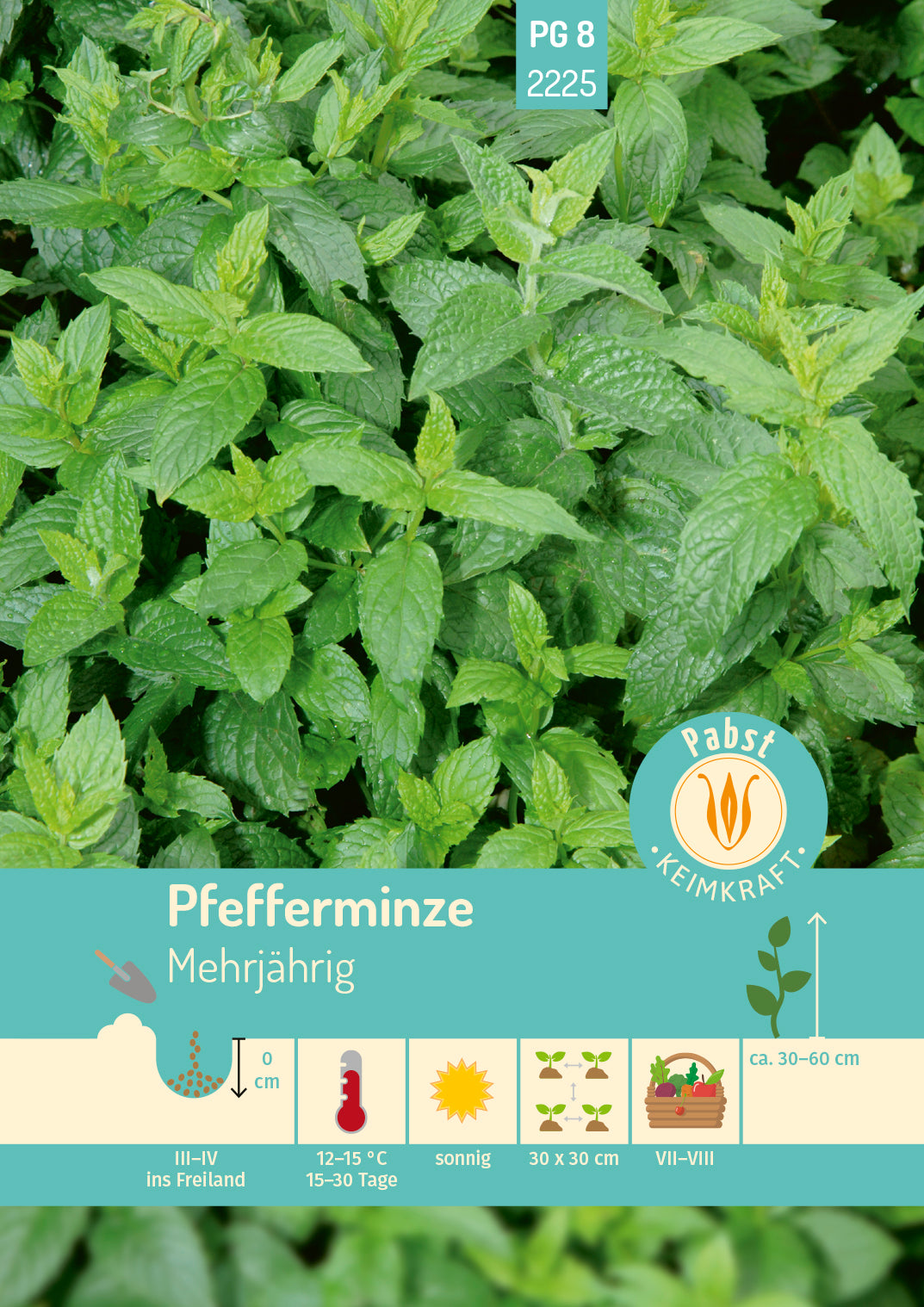 Pfefferminze mehrjährig & wüchsig