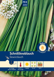 Schnittknoblauch mehrjährig & würzig Gewürzlauch
