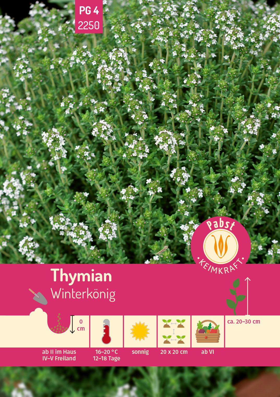 Thymian Winterkönig