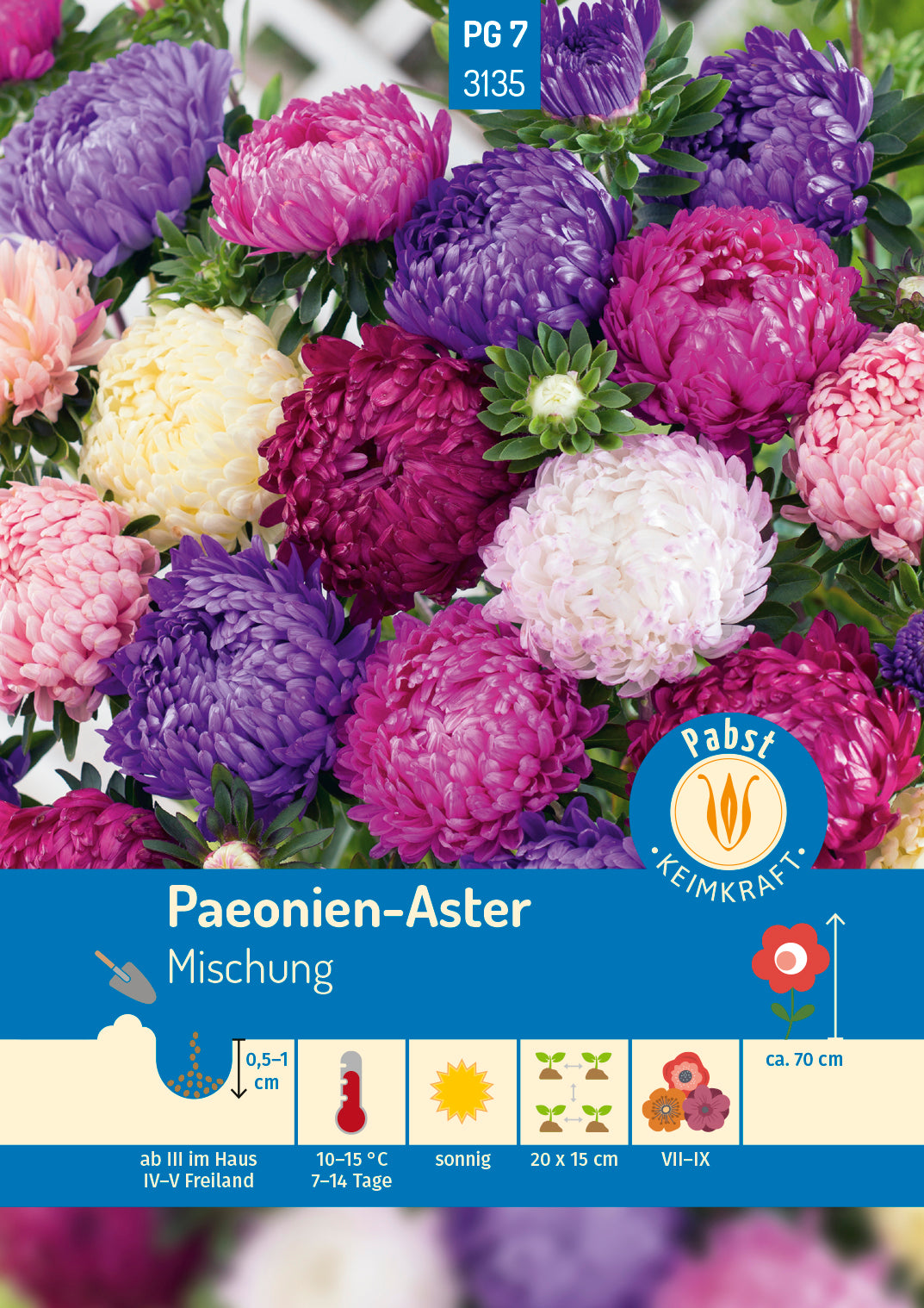 Paeonien - Aster Mischung