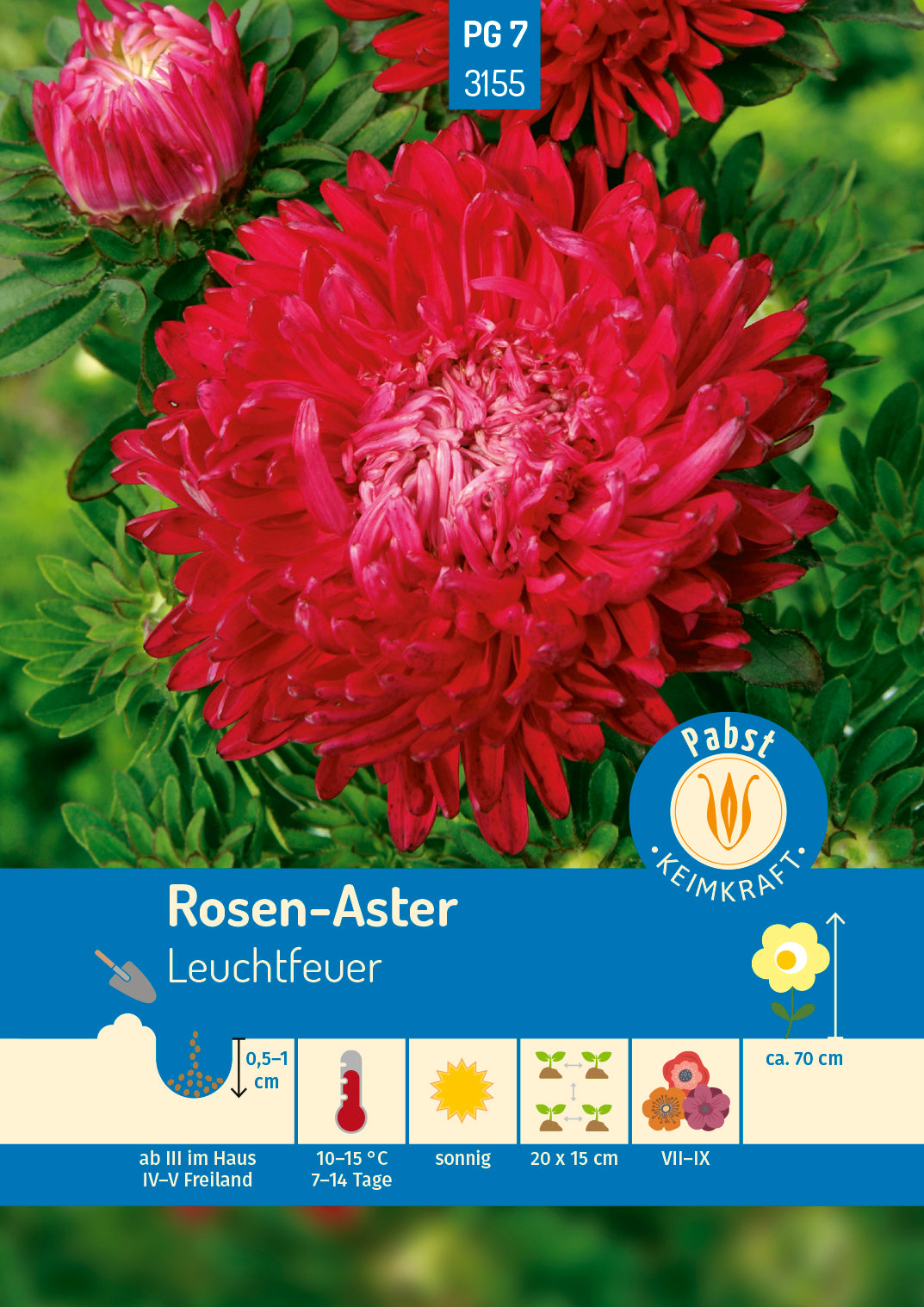 Rosen - Aster Leuchtfeuer
