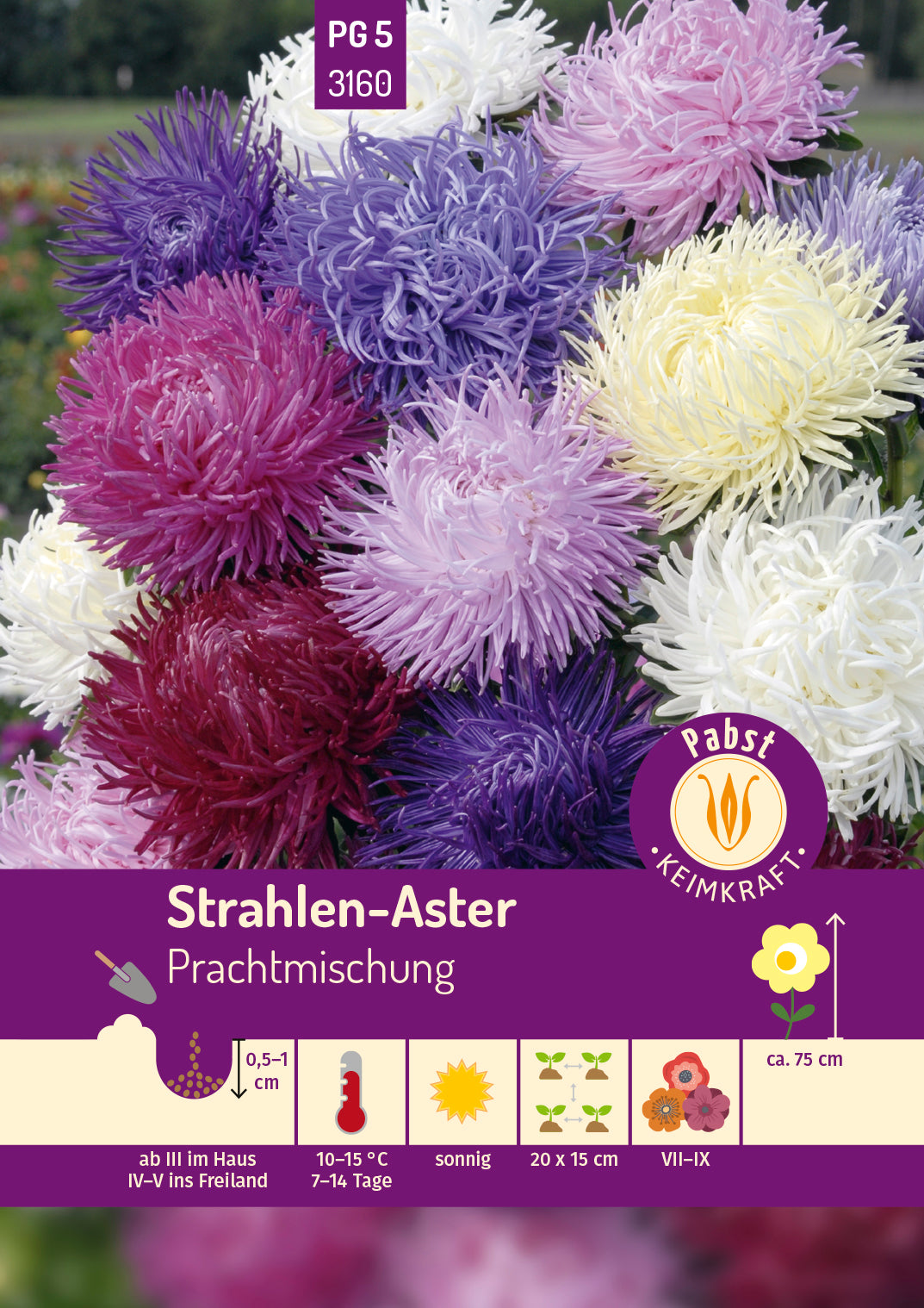 Strahlen - Aster Prachtmischung