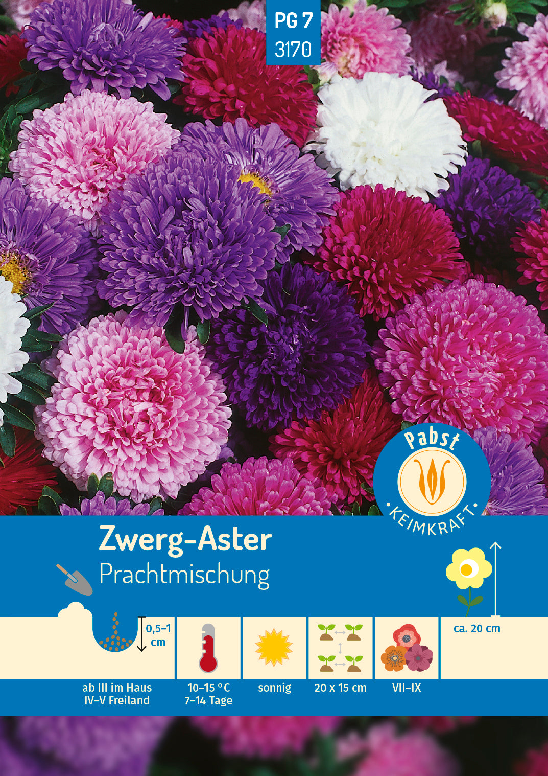 Zwerg - Aster Prachtmischung