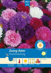 Zwerg - Aster Prachtmischung