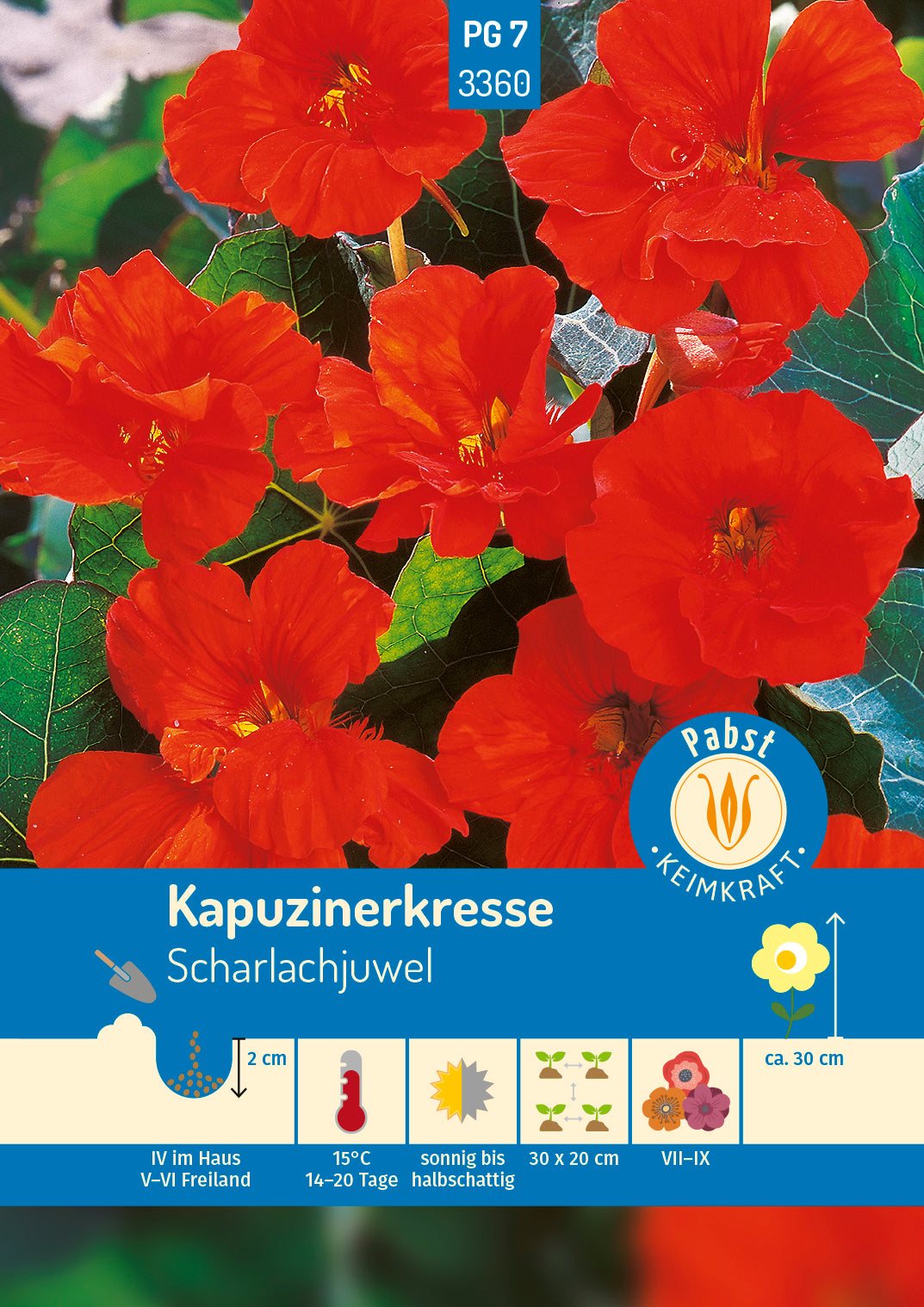 Kapuzinerkresse Scharlachjuwel