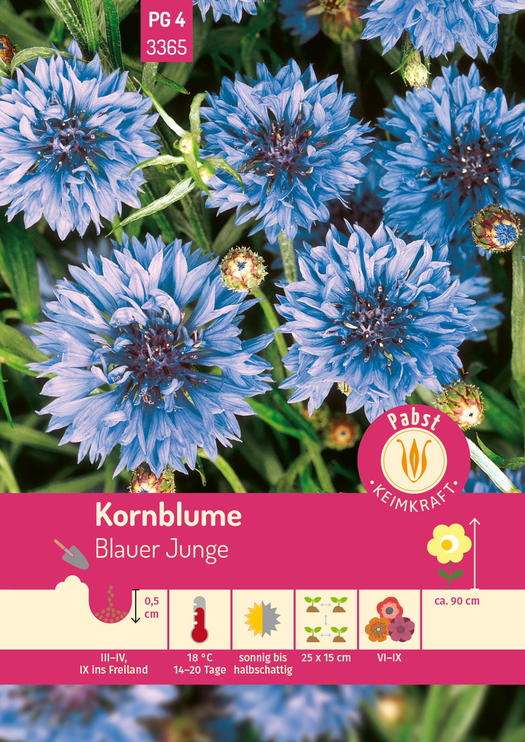 Kornblume Blauer Junge