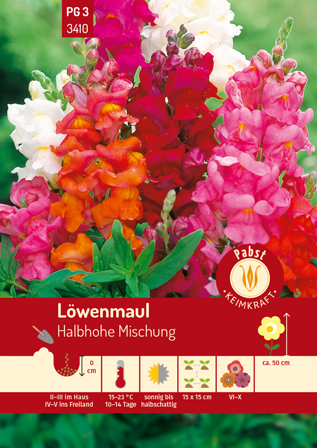 Löwenmaul Halbhohe Mischung