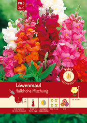 Löwenmaul Halbhohe Mischung