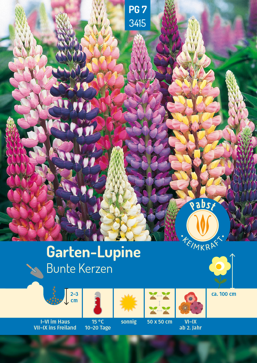 Lupine Bunte Kerzen