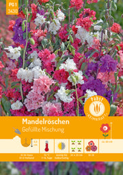 Mandelröschen Gefüllte Mischung