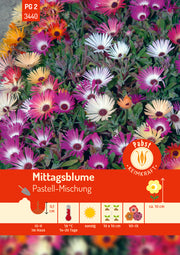 Mittagsblume Pastell-Mischung