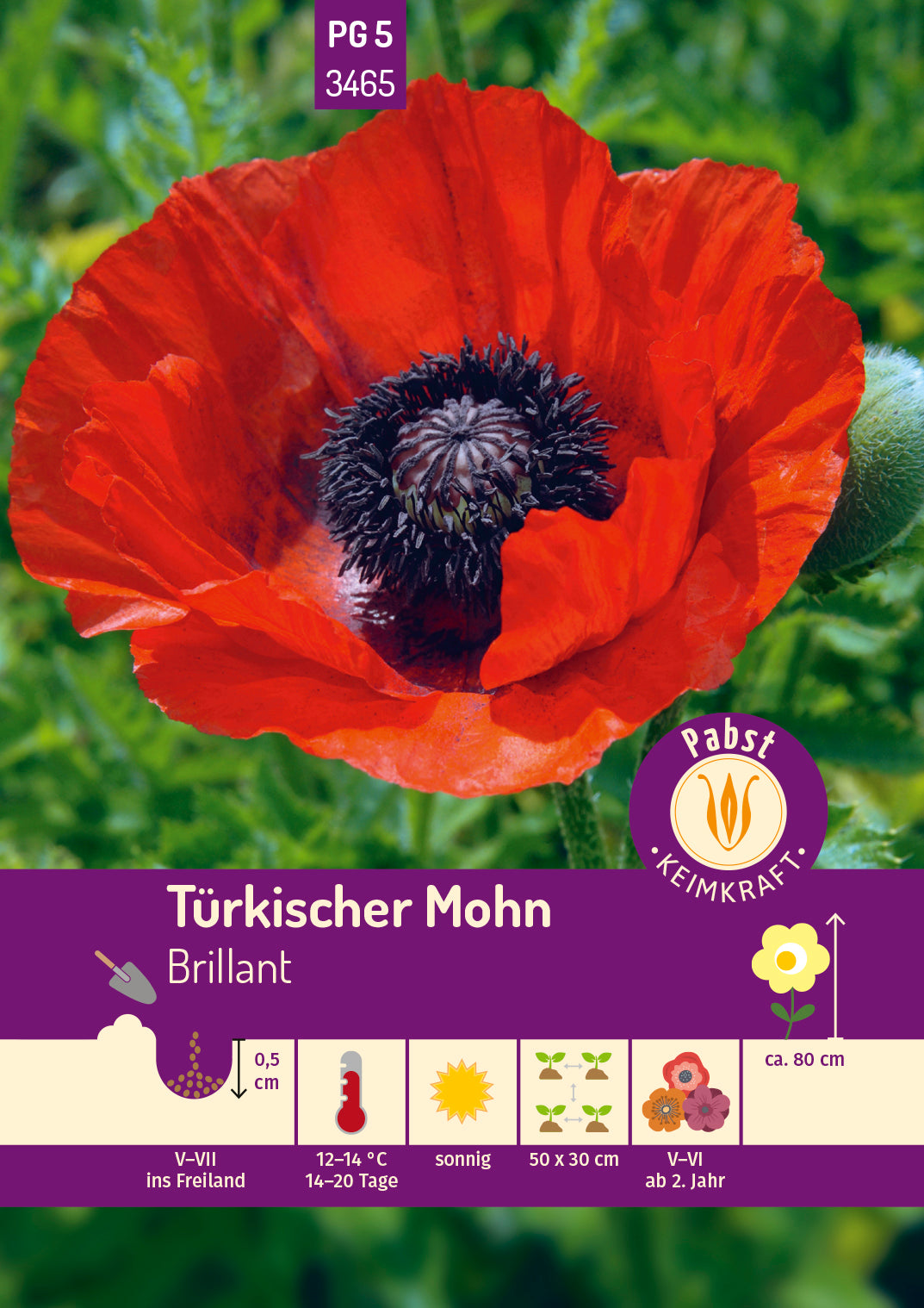 Türkischer Mohn Brillant