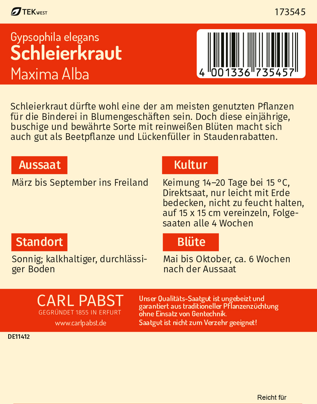 Schleierkraut Maxima Alba