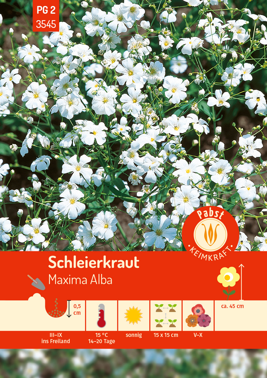 Schleierkraut Maxima Alba