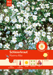 Schleierkraut Maxima Alba