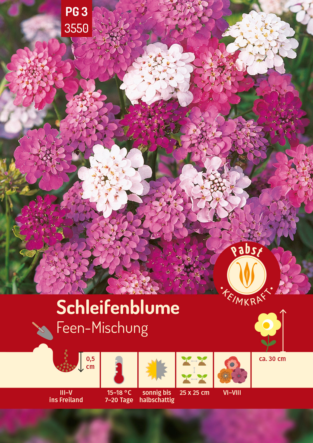 Schleifenblume Feen-Mischung